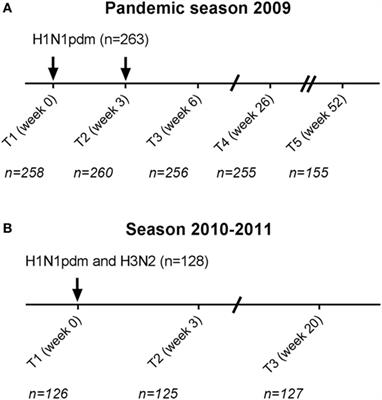 Negative Effect of Age, but Not of Latent Cytomegalovirus Infection on the Antibody Response to a Novel Influenza Vaccine Strain in Healthy Adults